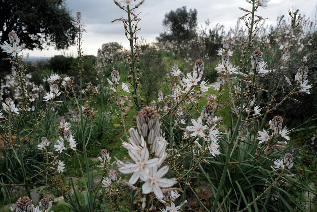 Asphodelus ramosus, Abrótea-de-primavera, gamão