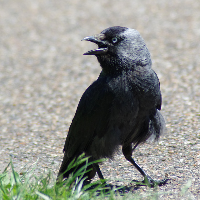 Jackdaw