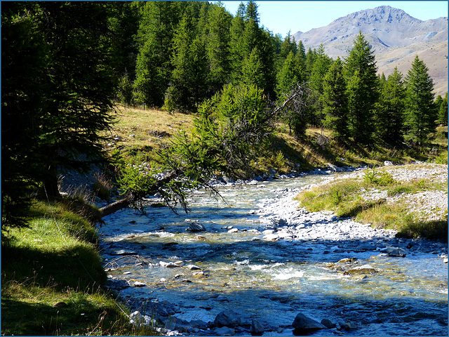 Un abete sta cadendo nel fiume...