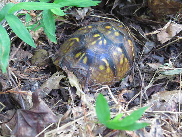 Eastern box turtle