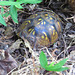 Eastern box turtle