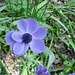 Anemone de Caen