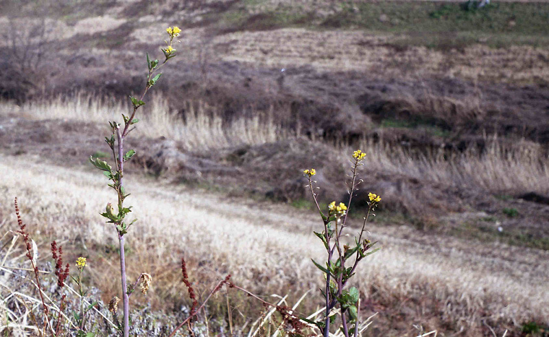 Yellow little flowers