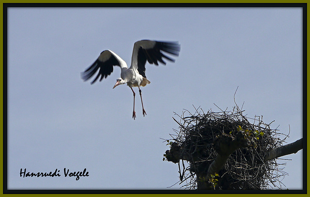 Storch 6