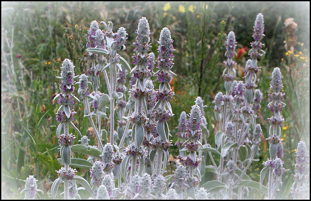 Stachys byzantina (2)