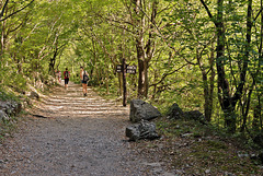 Nationalpark Paklenica - Abzweigung im Wald Richtung Jurline