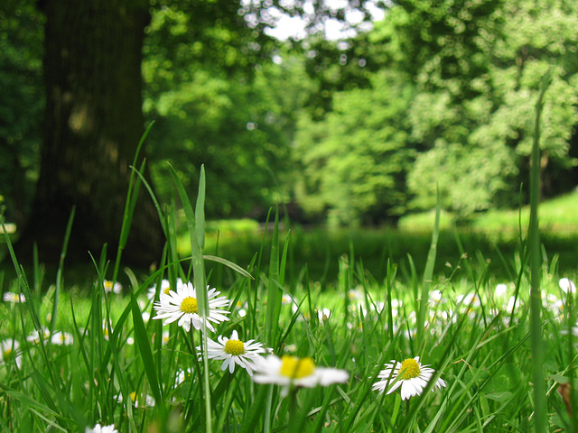 Daisies in May