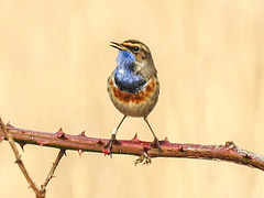 20180403 3462CPw [D~AUR] Blaukehlchen (Luscinia cyanecula), Leybucht, Greetsiel