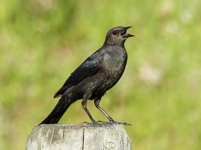 Brewer's Blackbird female