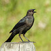 Brewer's Blackbird female