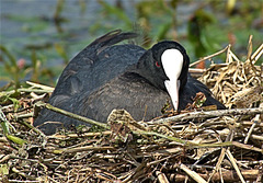 Coot On Nest