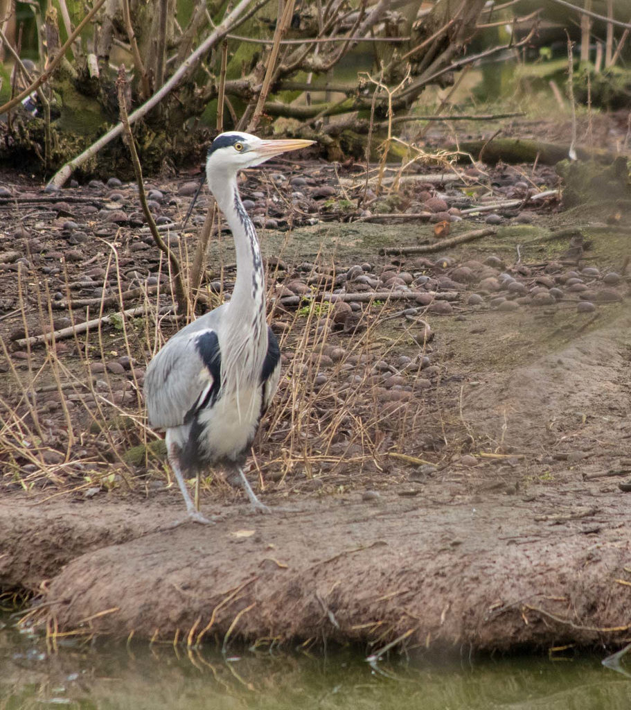 Heron 1 (1)