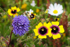 Jasione montana, Tuberaria guttata