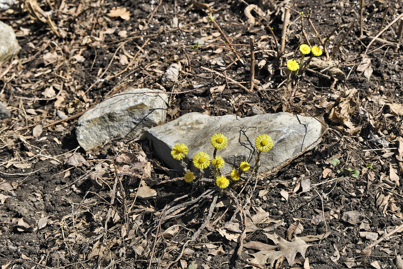 Between a Rock and a Hard Place – Outremont Borough, Montréal, Québec, Canada, .