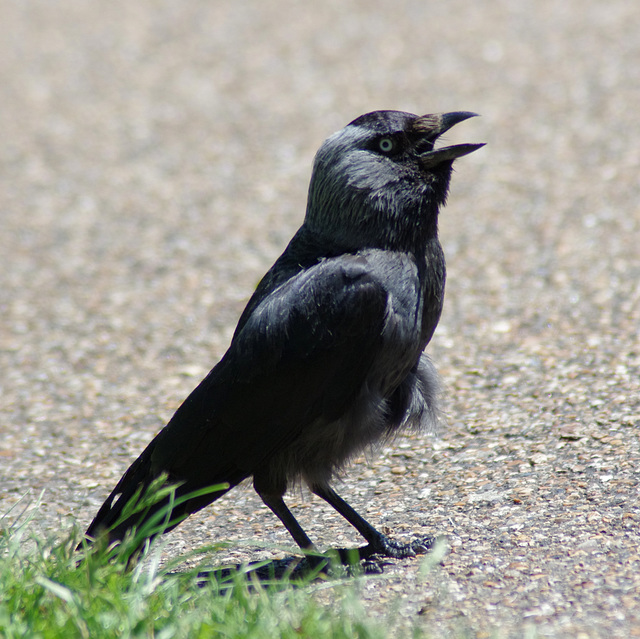 Jackdaw