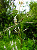 20210606 0497CPw [D~LIP] Gras, UWZ, Bad Salzuflen
