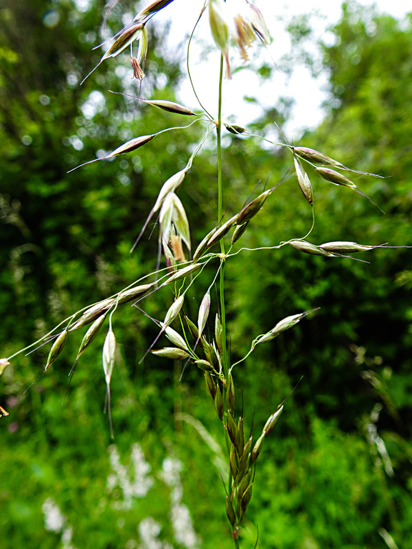 20210606 0497CPw [D~LIP] Gras, UWZ, Bad Salzuflen
