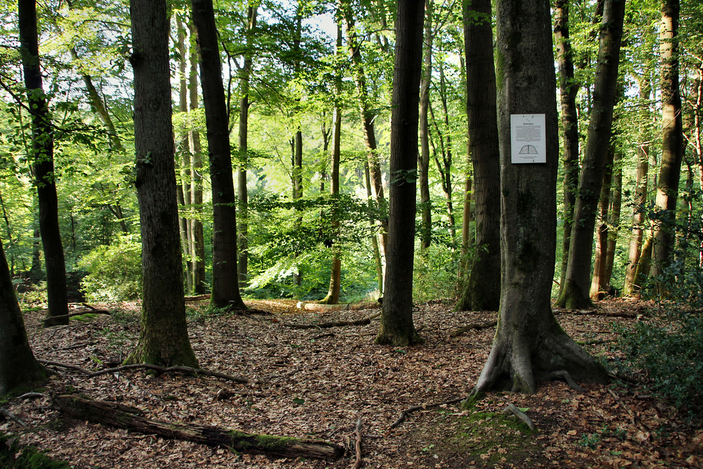 Ehemaliger Meilerplatz (Sprockhövel) / 29.07.2021