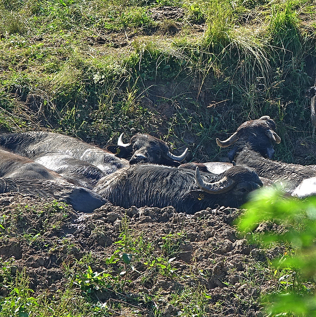 Wasser ist auch dabei, bei den Büffeln :)