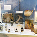 Specimens preserved in tanks & jars - Bexhill Museum - 10 9 2022
