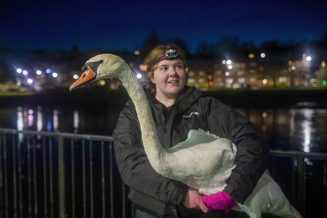 Swan Rescue