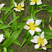 Star Tulip