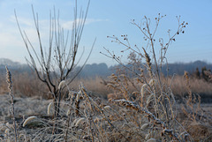 Bristlegrass, goldenrod and ...