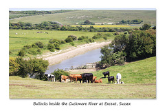 Bullocks beside the Cuckmere River at Exceat - 11.6.2015