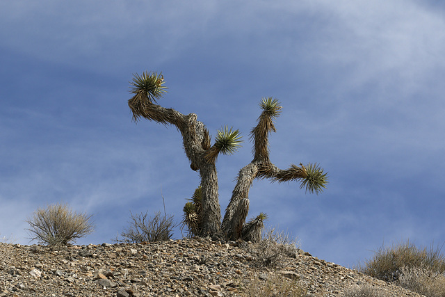 Joshua Tree