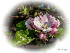 Berlepsch Apfelblüten