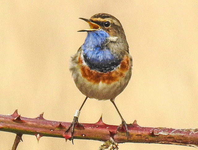 20180403 3463CPw [D~AUR] Blaukehlchen (Luscinia cyanecula), Leybucht, Greetsiel