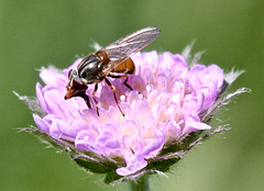 Schnauzenschwebfliege