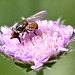 Schnauzenschwebfliege