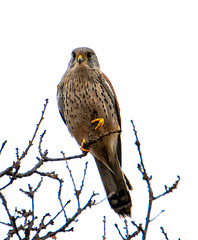 Kestrel photos from today