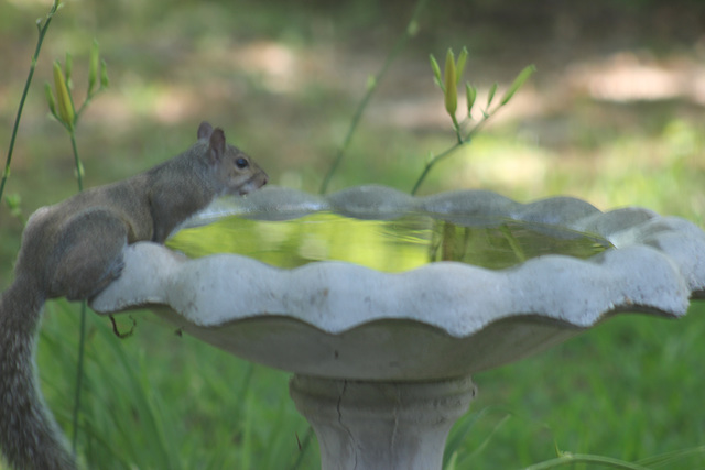 # 2.. whoah!  not feathers, BUT  Fur !  :(((  same bird bath as # 1, different visitor  :))  thru a thick tinted window pane: (