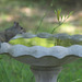 # 2.. whoah!  not feathers, BUT  Fur !  :(((  same bird bath as # 1, different visitor  :))  thru a thick tinted window pane: (