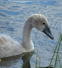 Cygnet