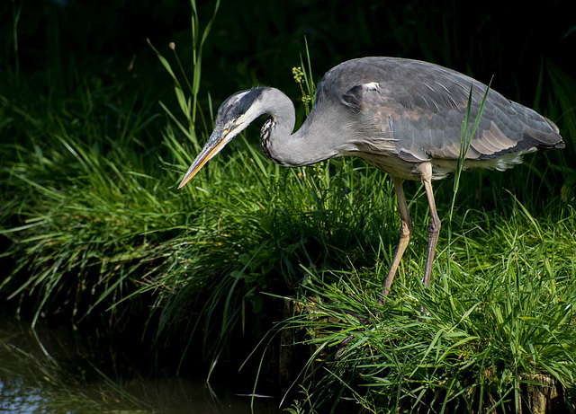 Heron 1 (3)