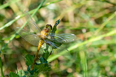 Common Darter-DSD2057