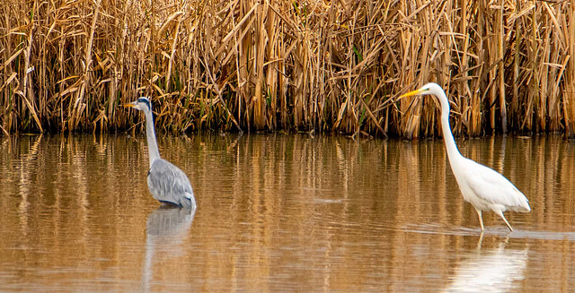 Heron and great white egret