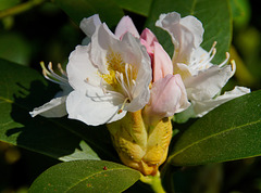 Rhododendron