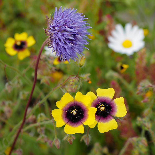 Jasione montana (on top), Tuberaria guttata (the yellow ones)