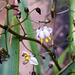 pale dianella