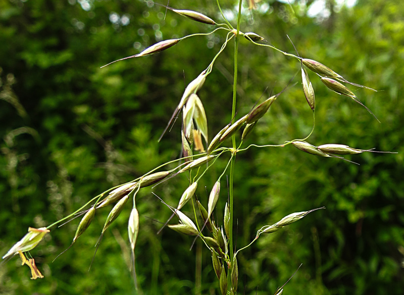 20210606 0498CPw [D~LIP] Gras, UWZ, Bad Salzuflen