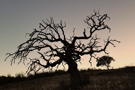 Quercus ilex, Finale