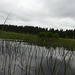 20230606 -08 Lozère tritons (252)