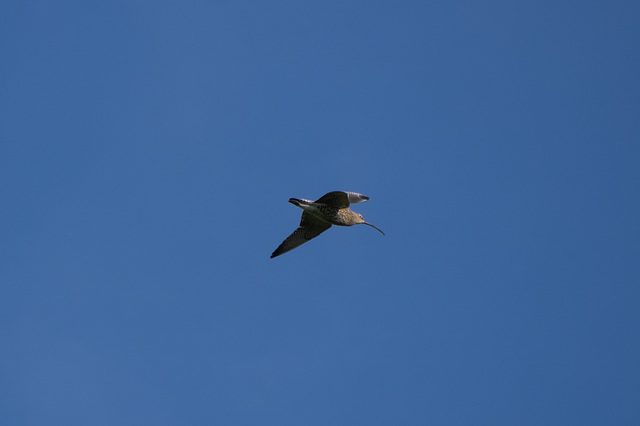 Curlew