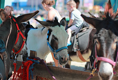 EOS 90D Peter Harriman 15 19 12 18171 donkeys dpp