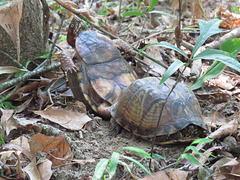 Eastern box turtles