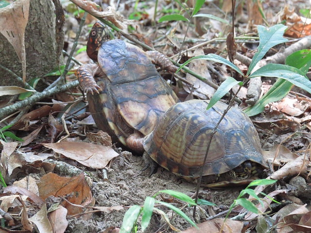 Eastern box turtles